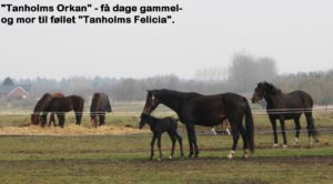 Åben Ådum 2016