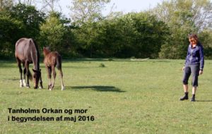 Åben Ådum 2016